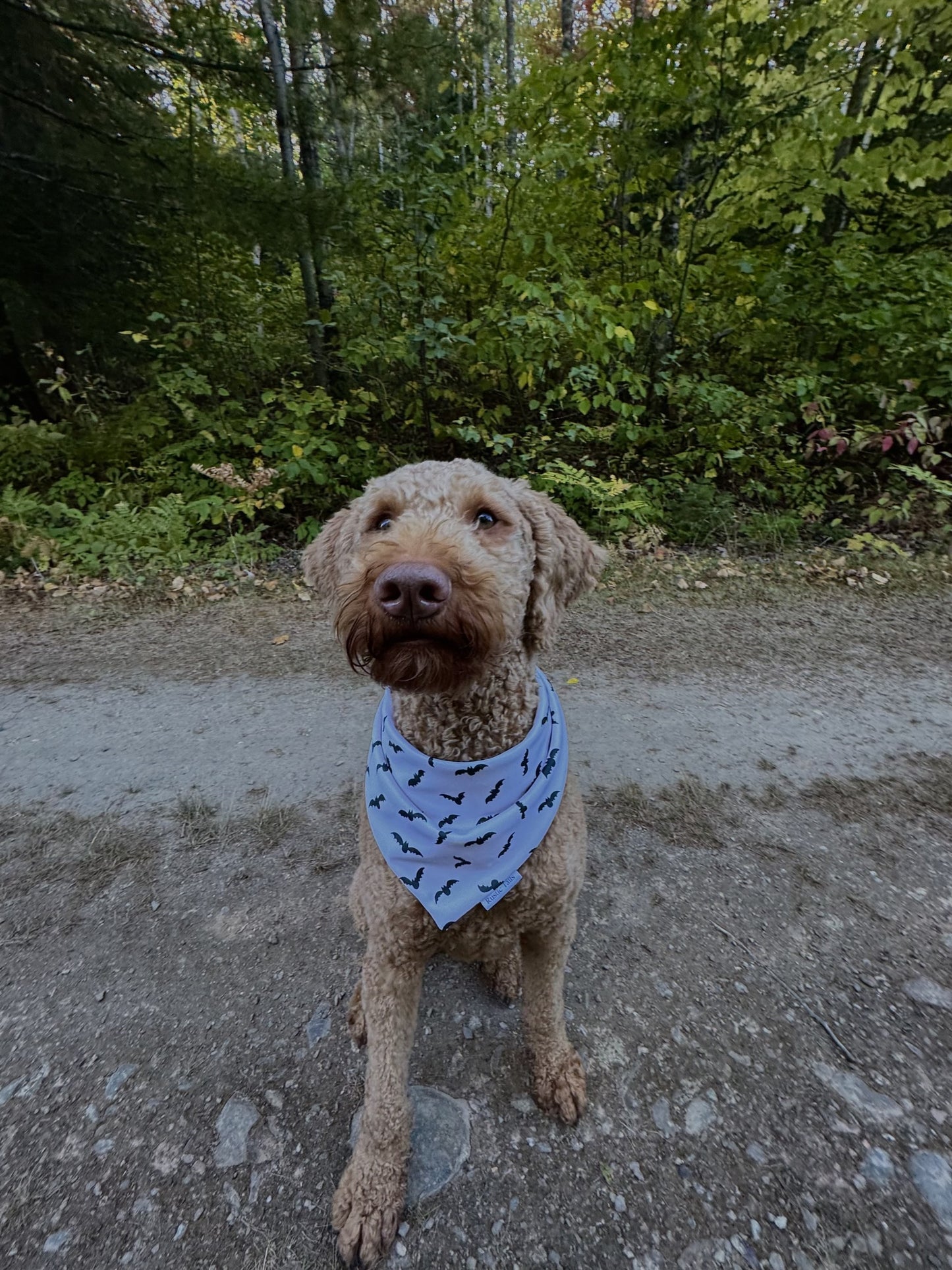 PLAID ORANGE ET CHAUVES-SOURIS