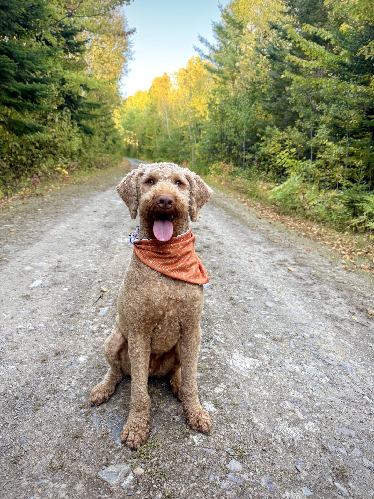 PLAID ORANGE ET CHAUVES-SOURIS